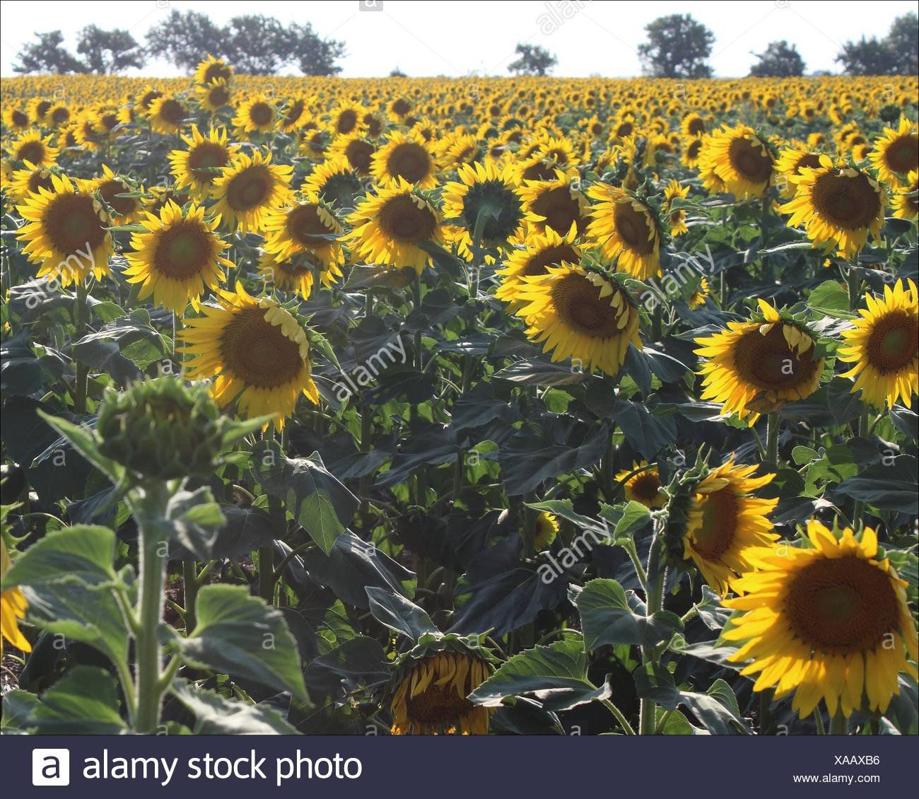 kansas summer stock photos & kansas summer stock images - alamy
