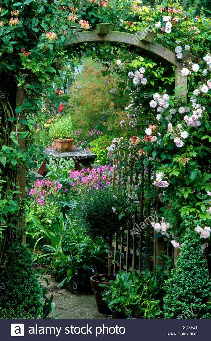 cottage garden norfolk england uk climbers arch trellis rose rosa