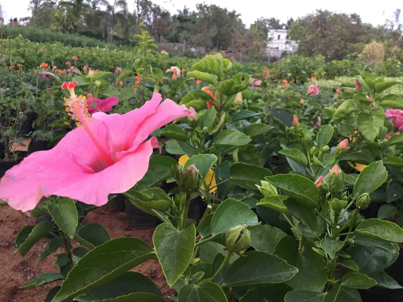 praveen nursary home, sholinganallur - nursery plant hire in chennai