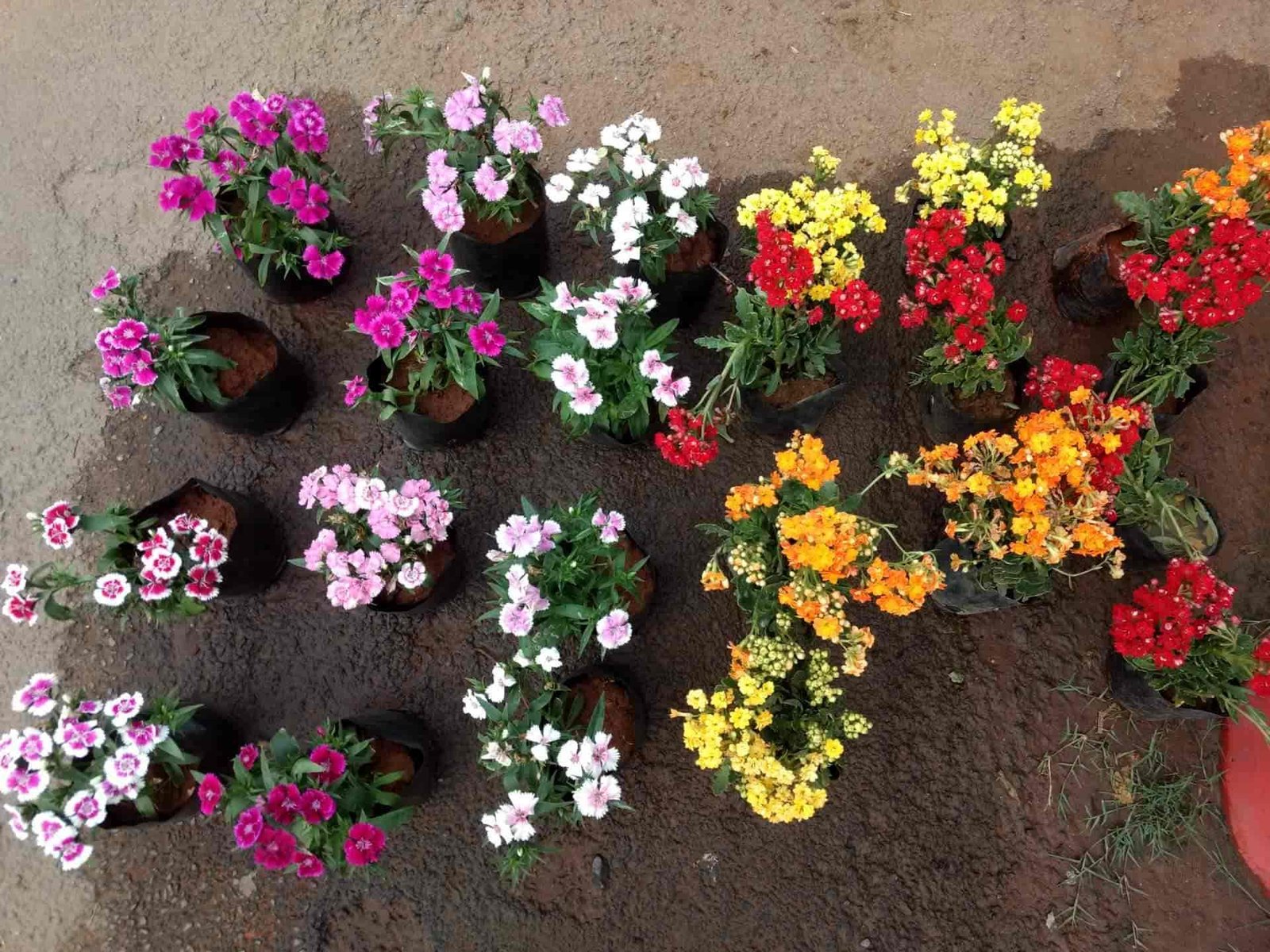 green rose nursery, rathinapuri - plant nurseries in coimbatore