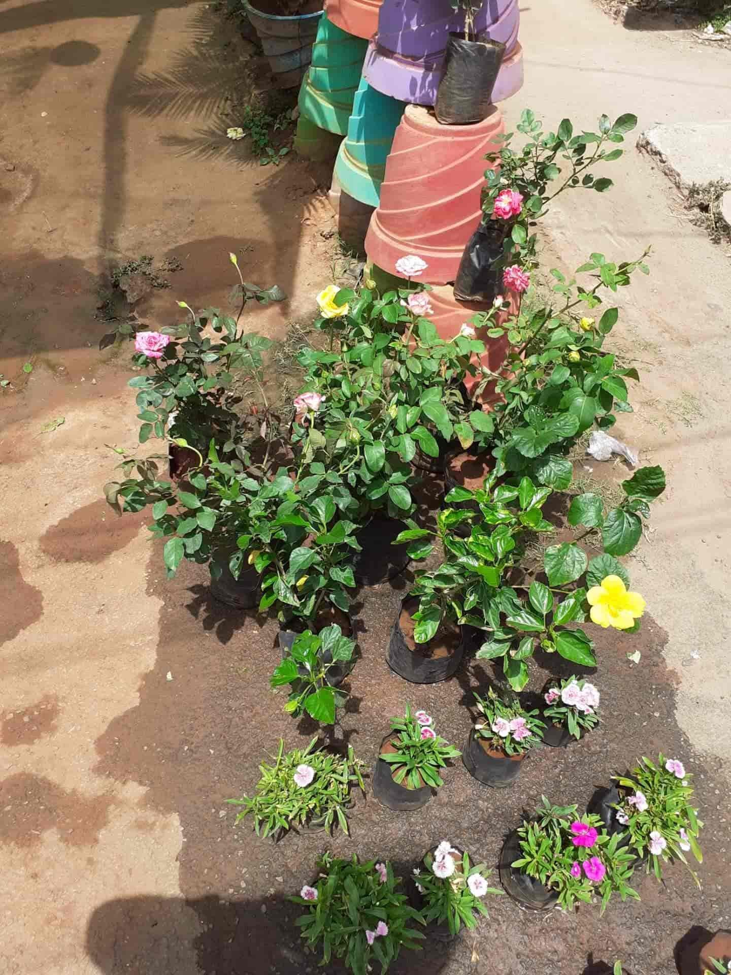 green rose nursery, rathinapuri - plant nurseries in coimbatore