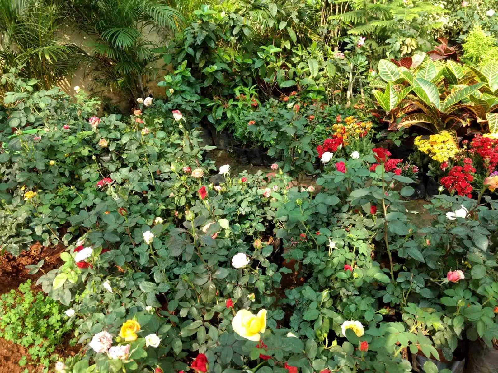 green rose nursery, rathinapuri - plant nurseries in coimbatore