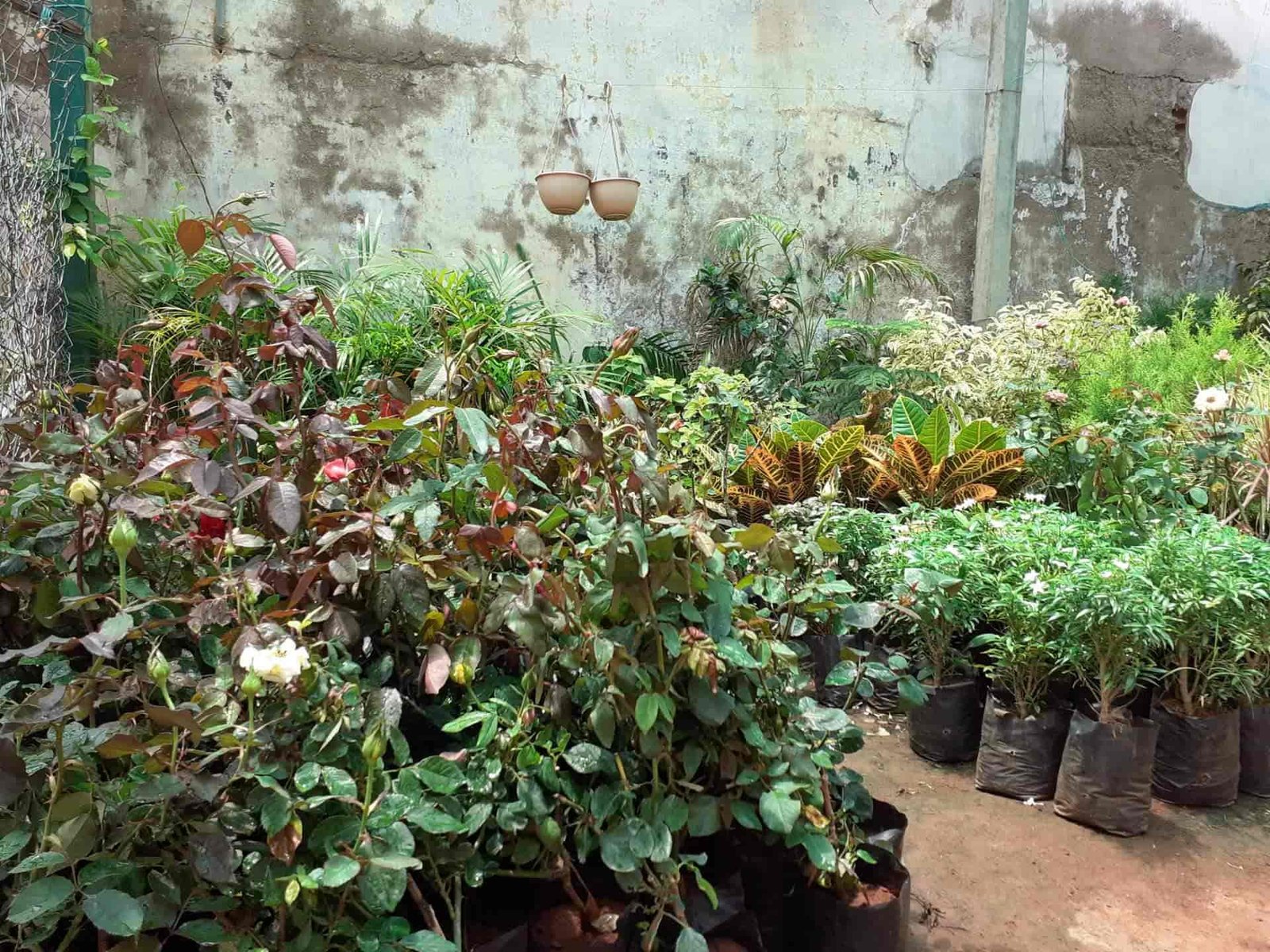 green rose nursery, rathinapuri - plant nurseries in coimbatore