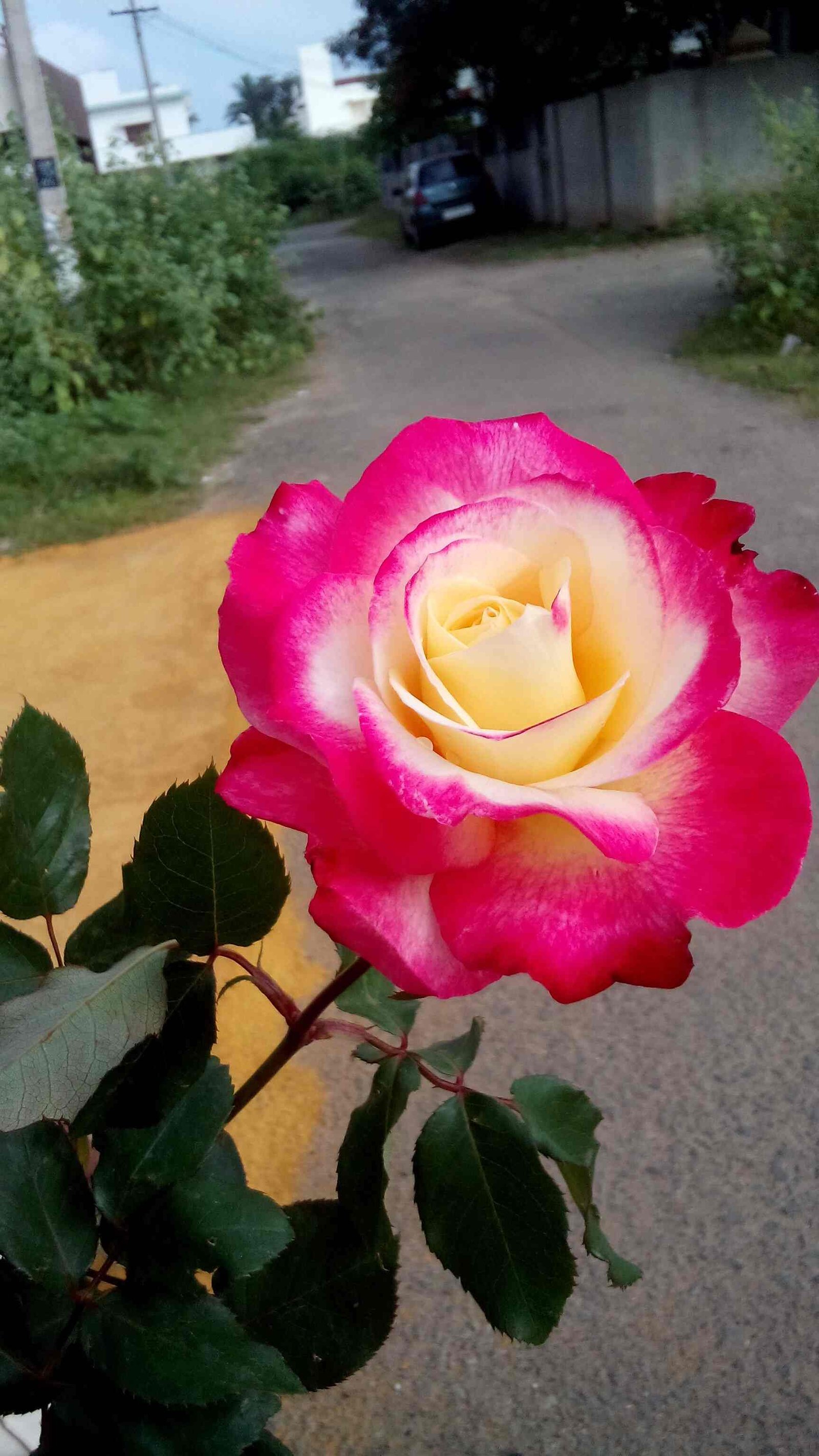 green rose nursery, rathinapuri - plant nurseries in coimbatore