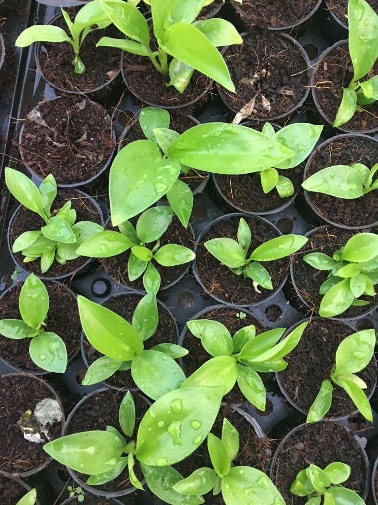 top plant nurseries in saravanampatti - best nursery plant suppliers