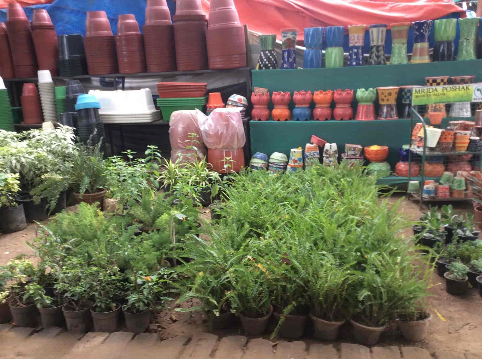 india evergreen nursery, sikanderpur ghosi - plant nurseries in