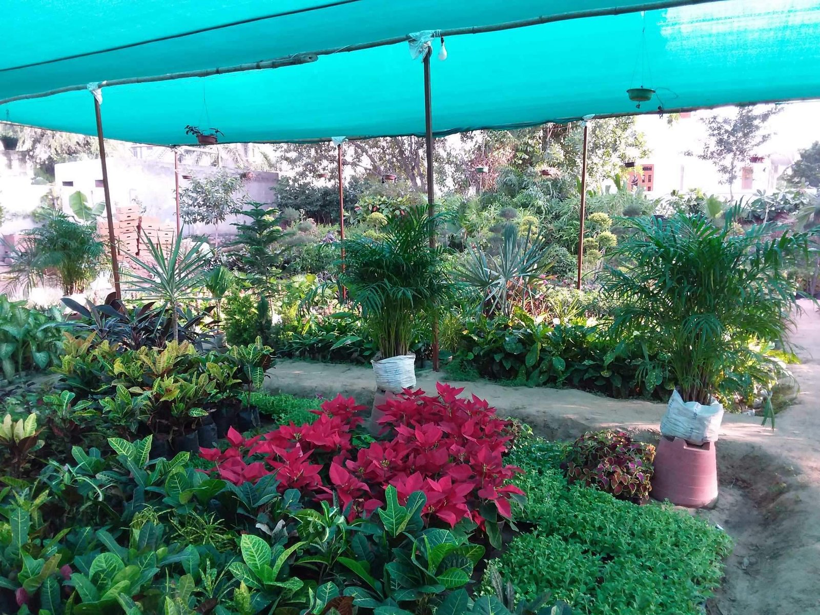 top 100 plant nurseries in jaipur - best nursery plant suppliers