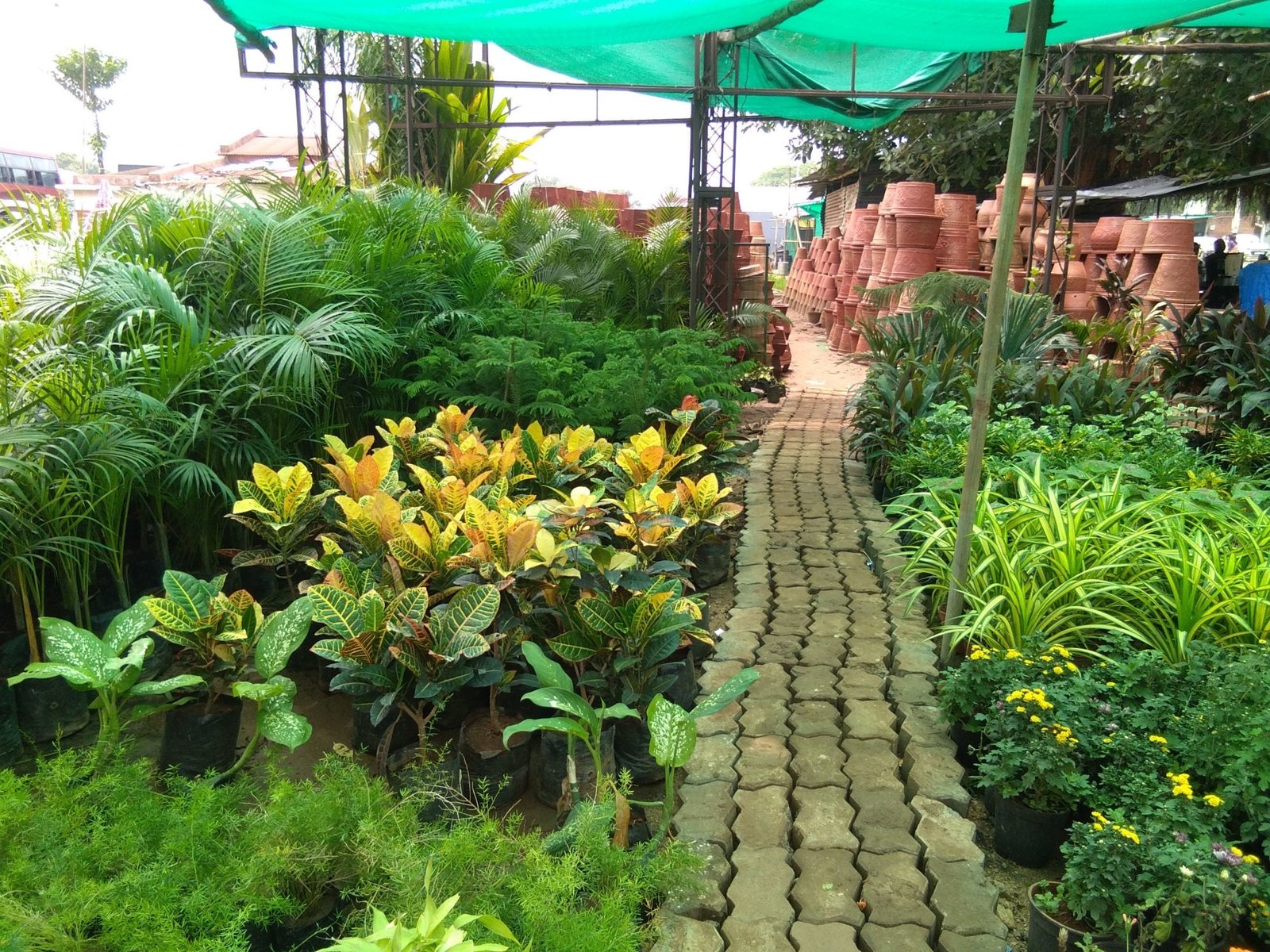 top 50 plant nurseries in vadodara - best nursery plant suppliers