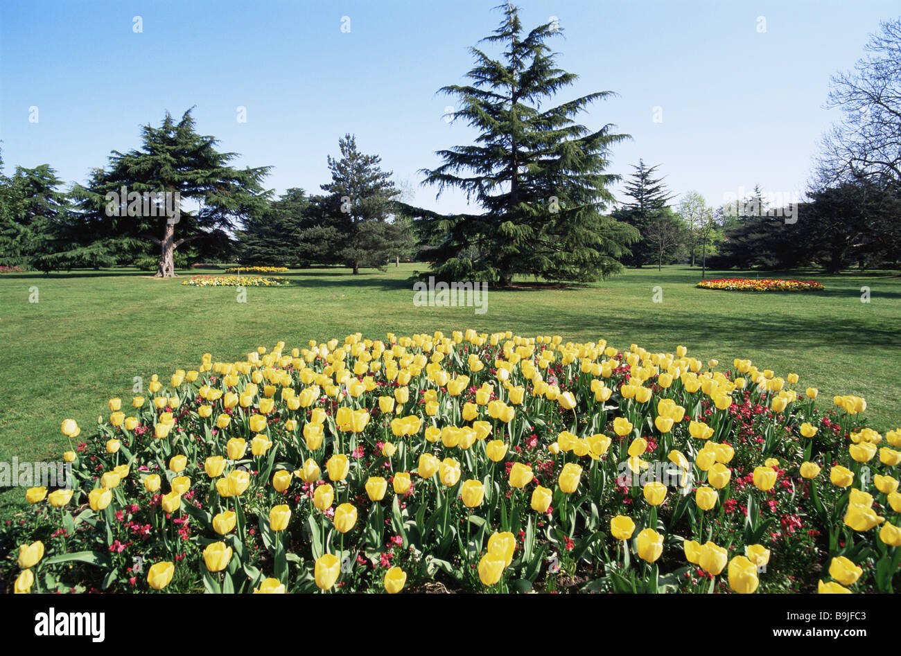 großbritannien england london greenwich park blume bett frühling