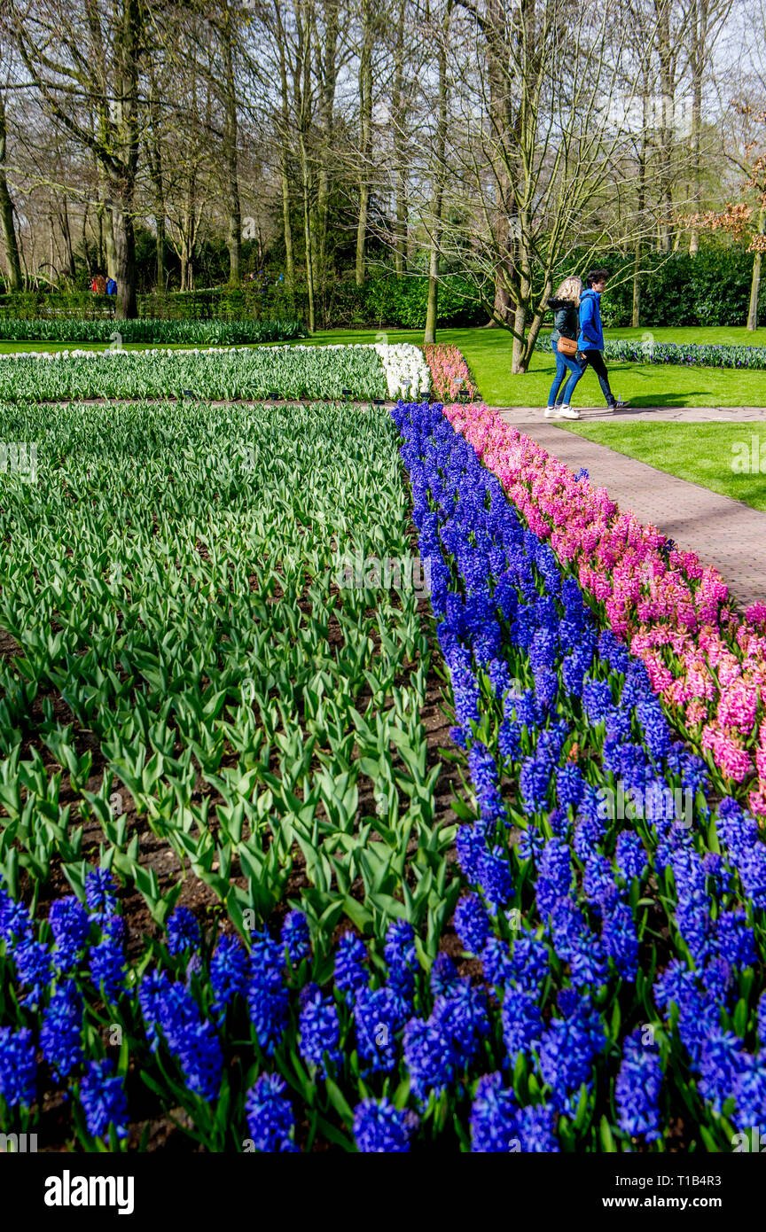 lisse, niederlande. 25. mär 2019. felder von blumen in lisse im