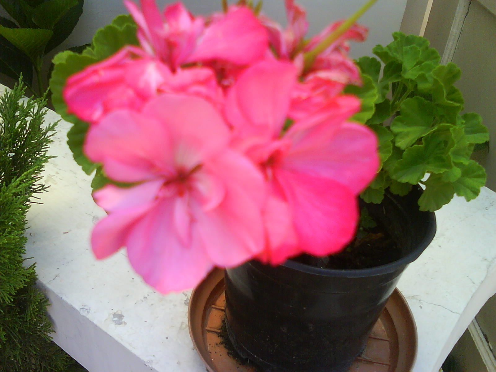 groveflora online gardening supplies india, buy flower bulbs