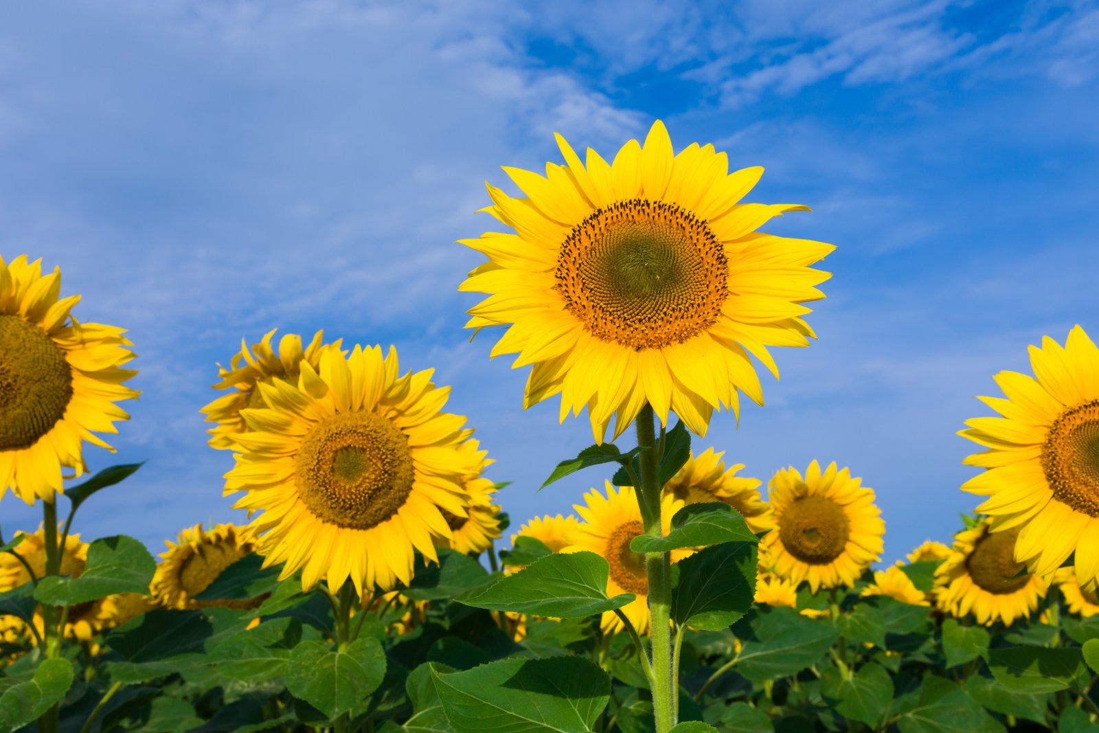 what time of year do sunflowers bloom? | home guides | sf gate
