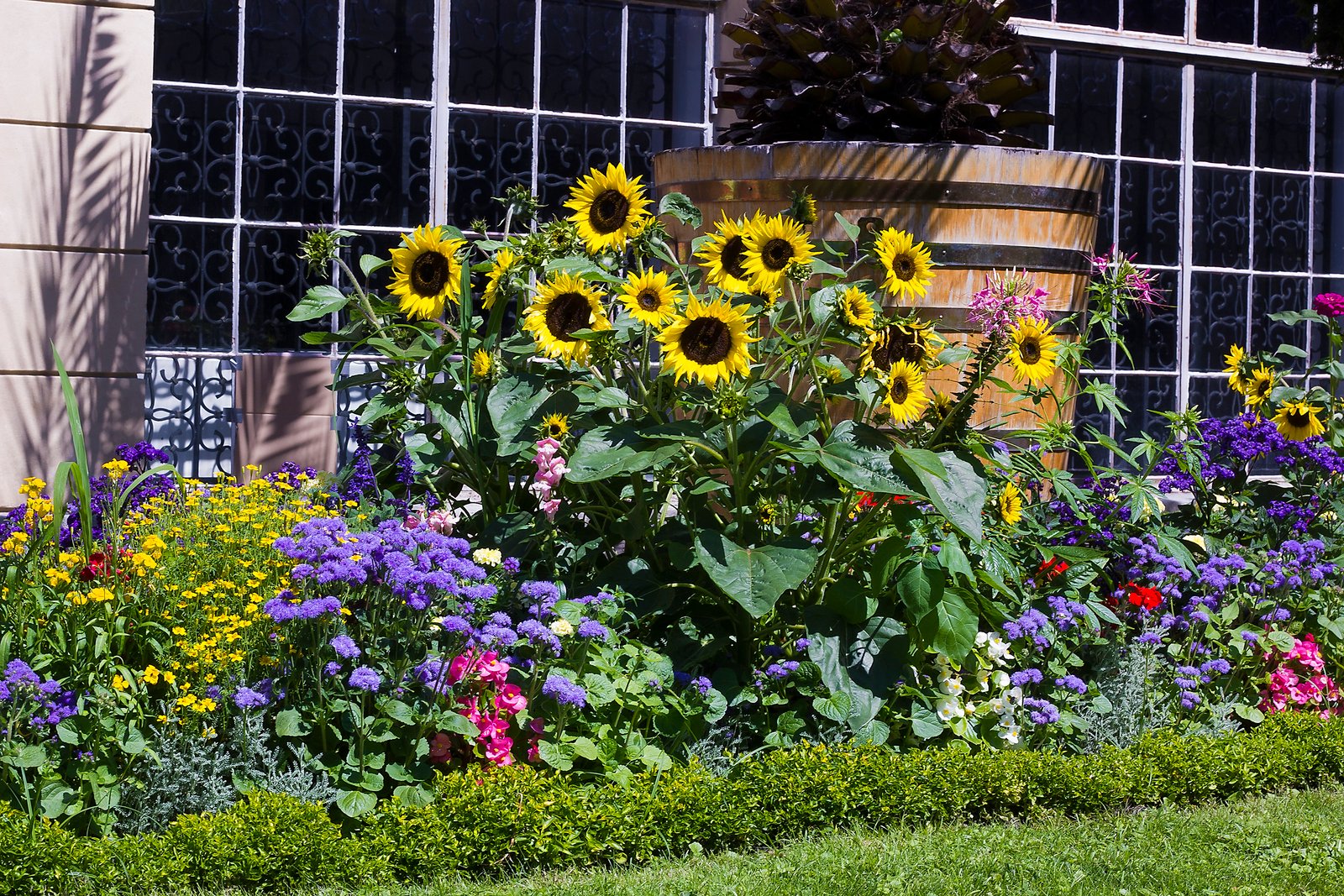 what plants grow well with sunflowers? | home guides | sf gate
