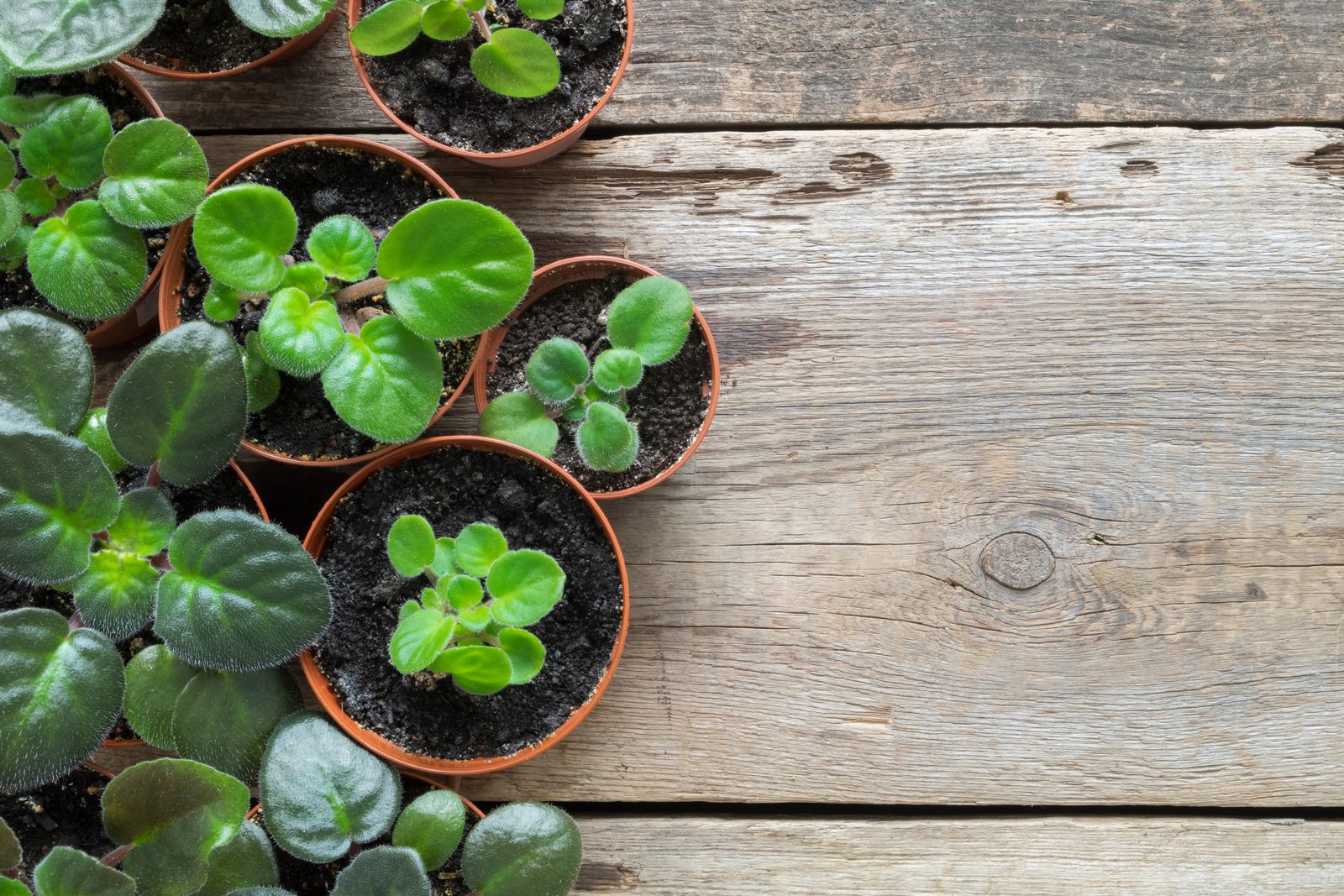 flowers for small pots | home guides | sf gate