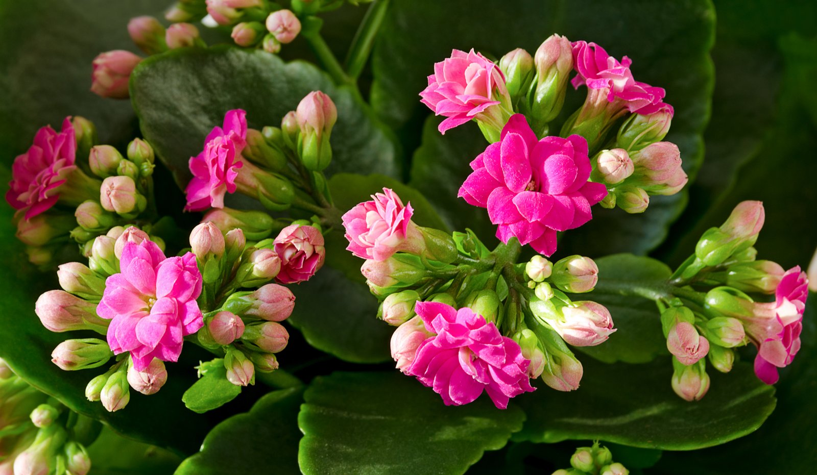 how to care for a kalanchoe blossfeldiana plant | home guides | sf gate