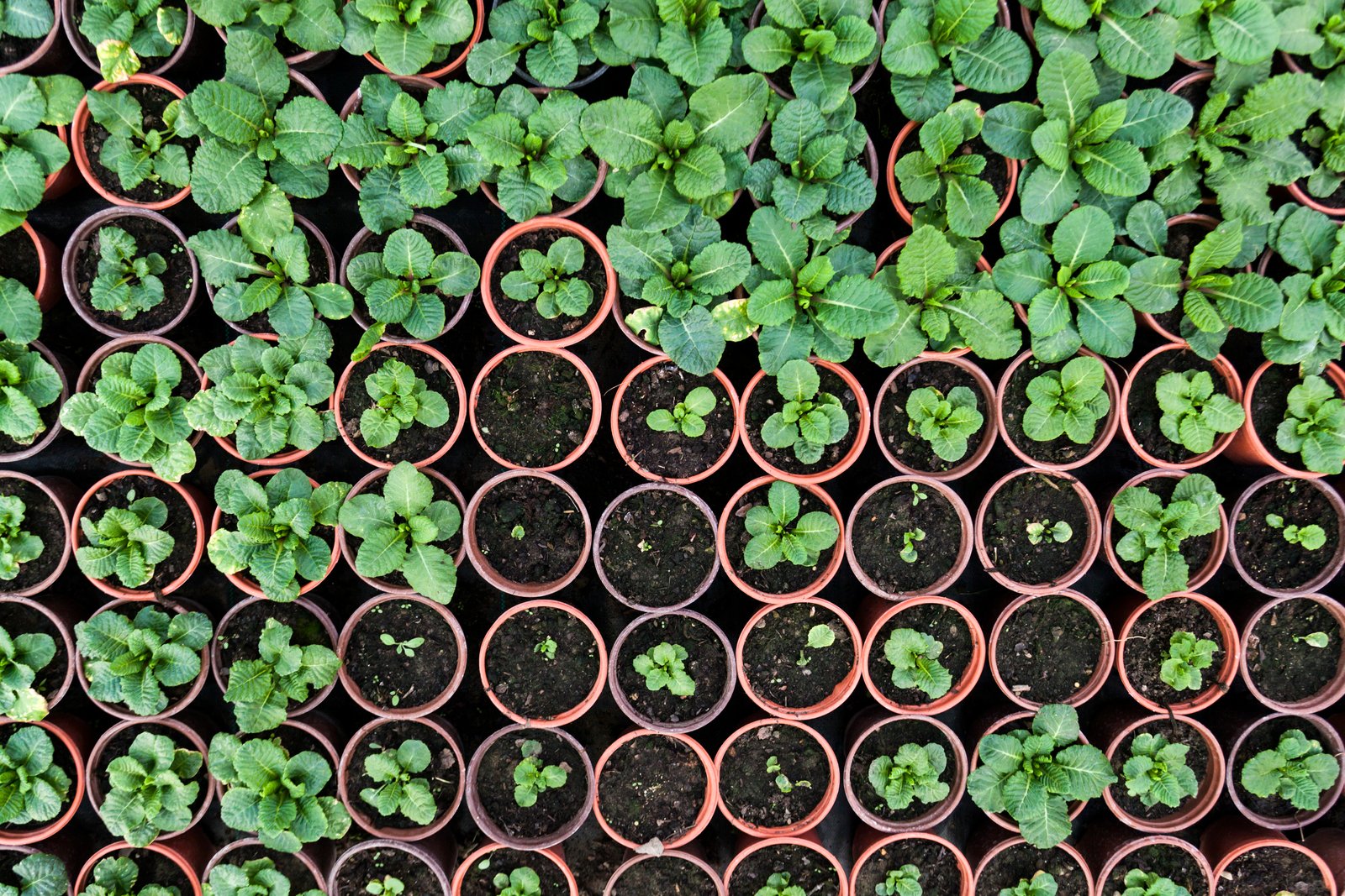 what plants grow the fastest from seeds? | home guides | sf gate