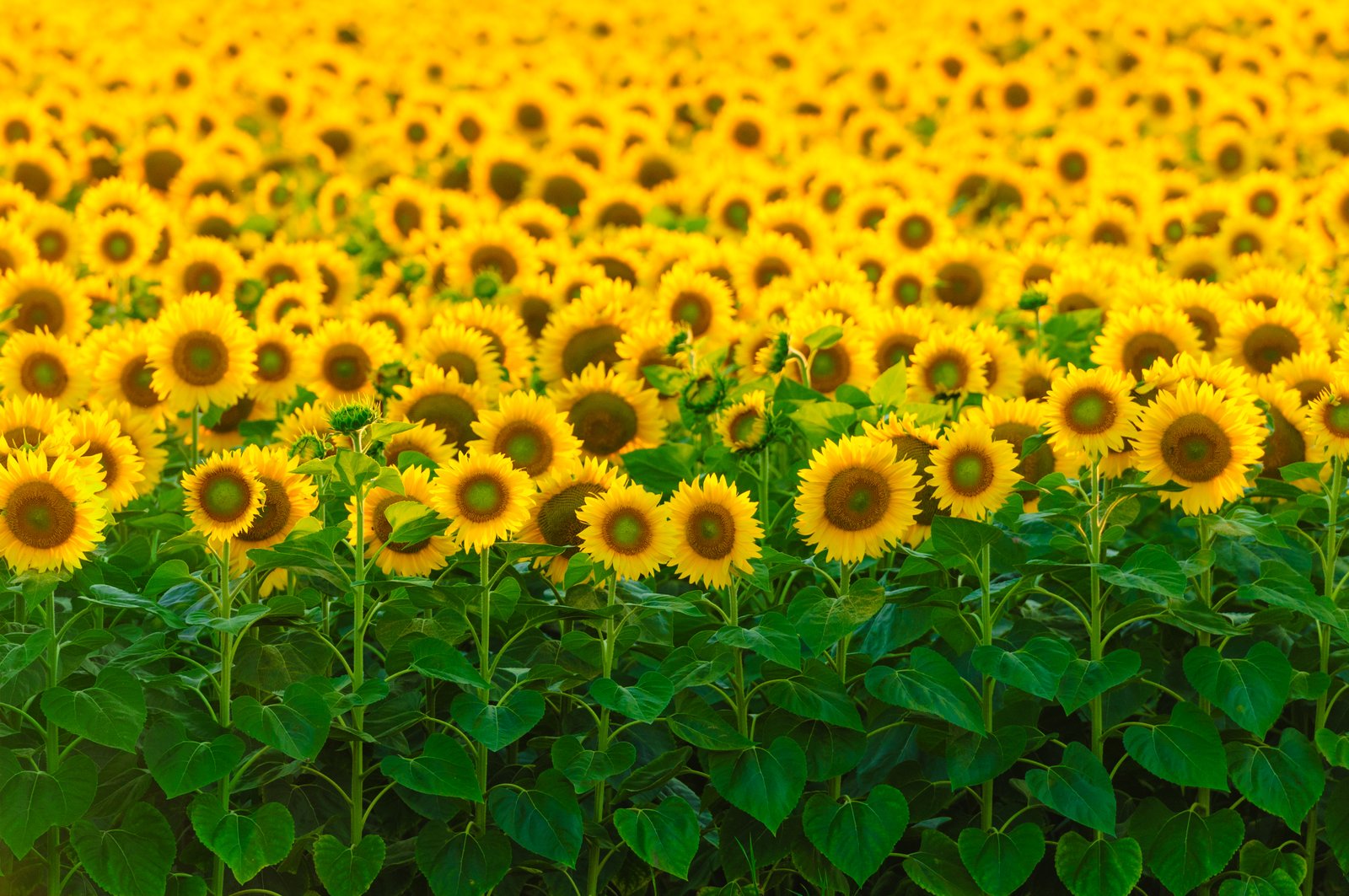 how to care for sunflowers inside | home guides | sf gate