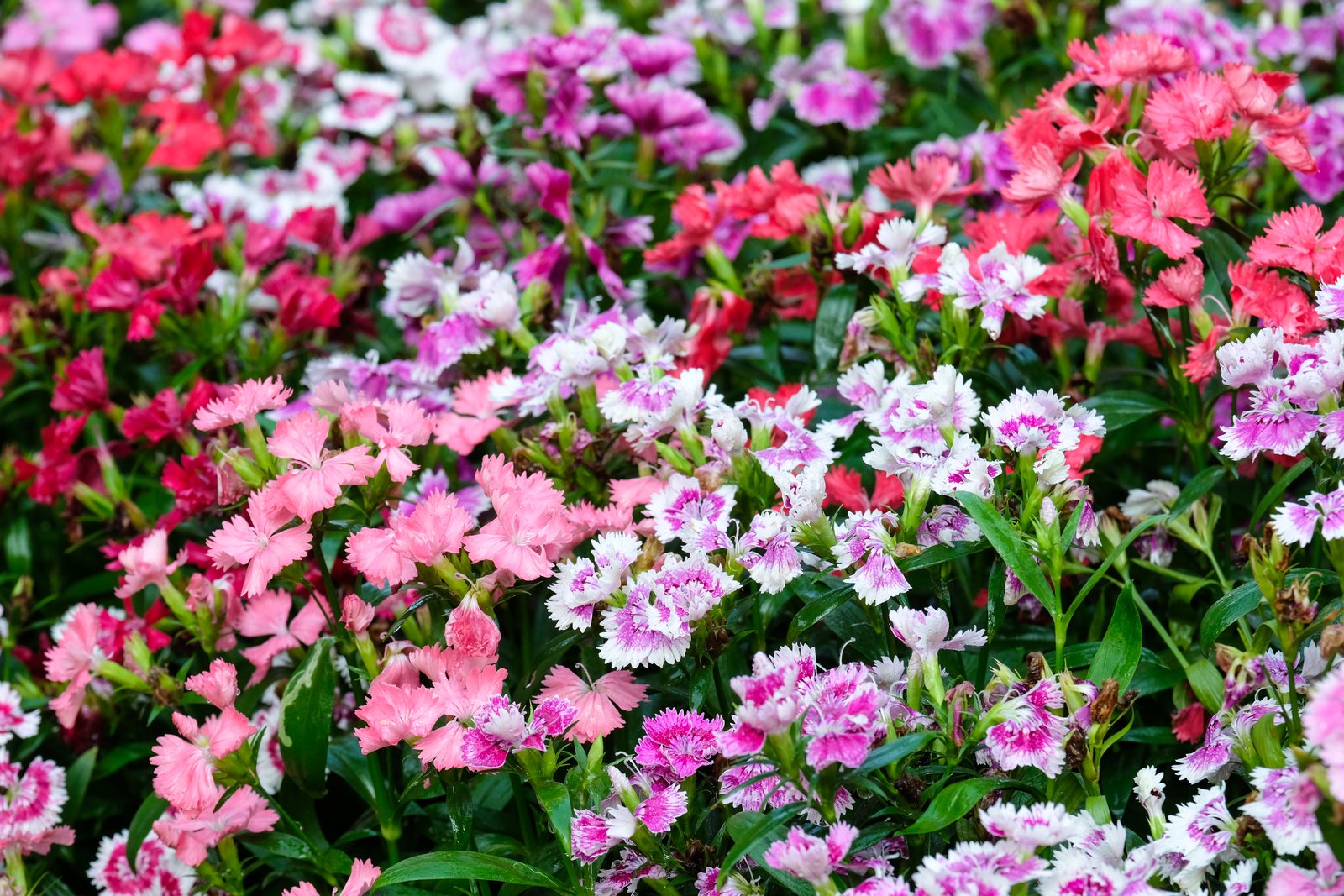 various types of dog-safe shade perennials for your garden | home