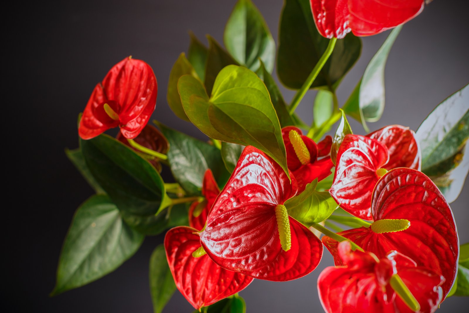how to get an anthurium to bloom | home guides | sf gate