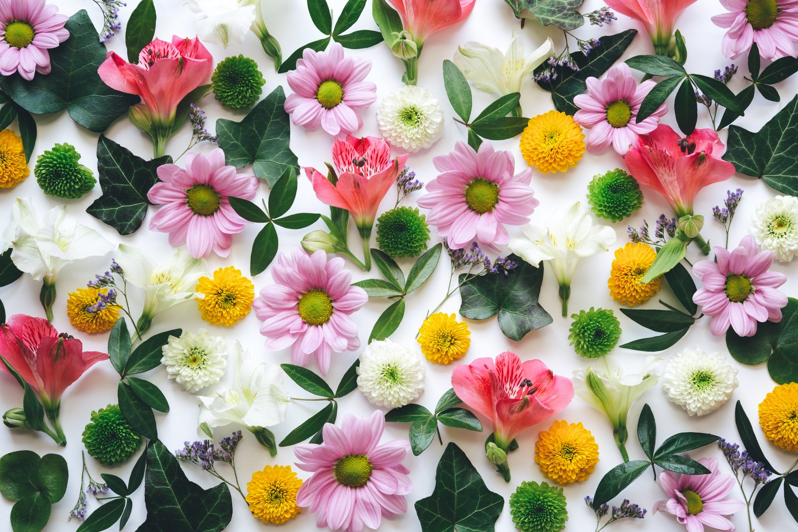the fastest growing flower seeds | home guides | sf gate