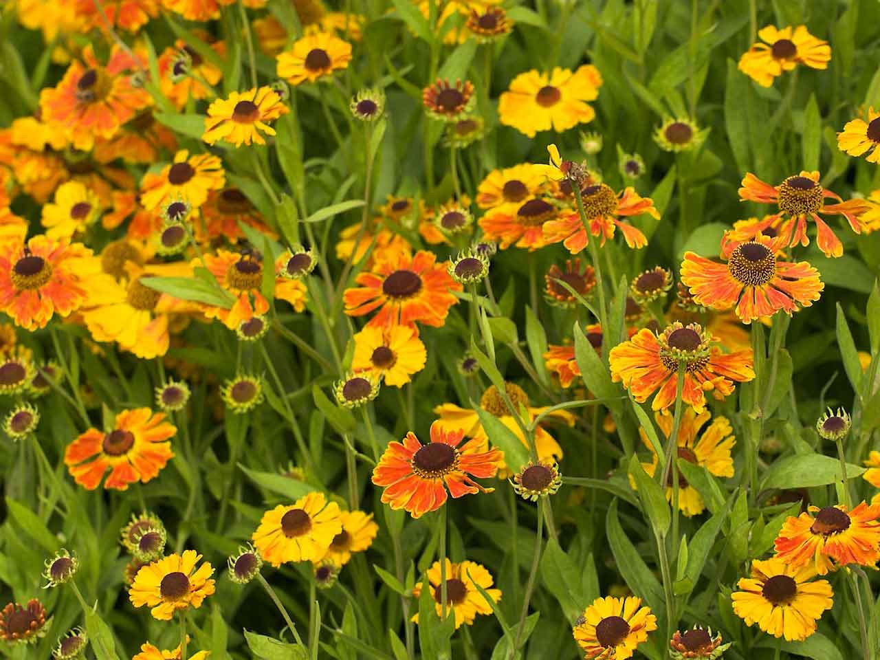 plants that are at their best in august - saga
