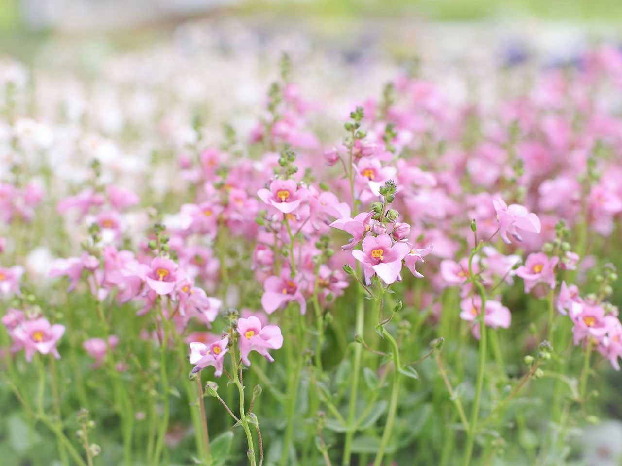 drought-tolerant plants that can be left for the summer - saga
