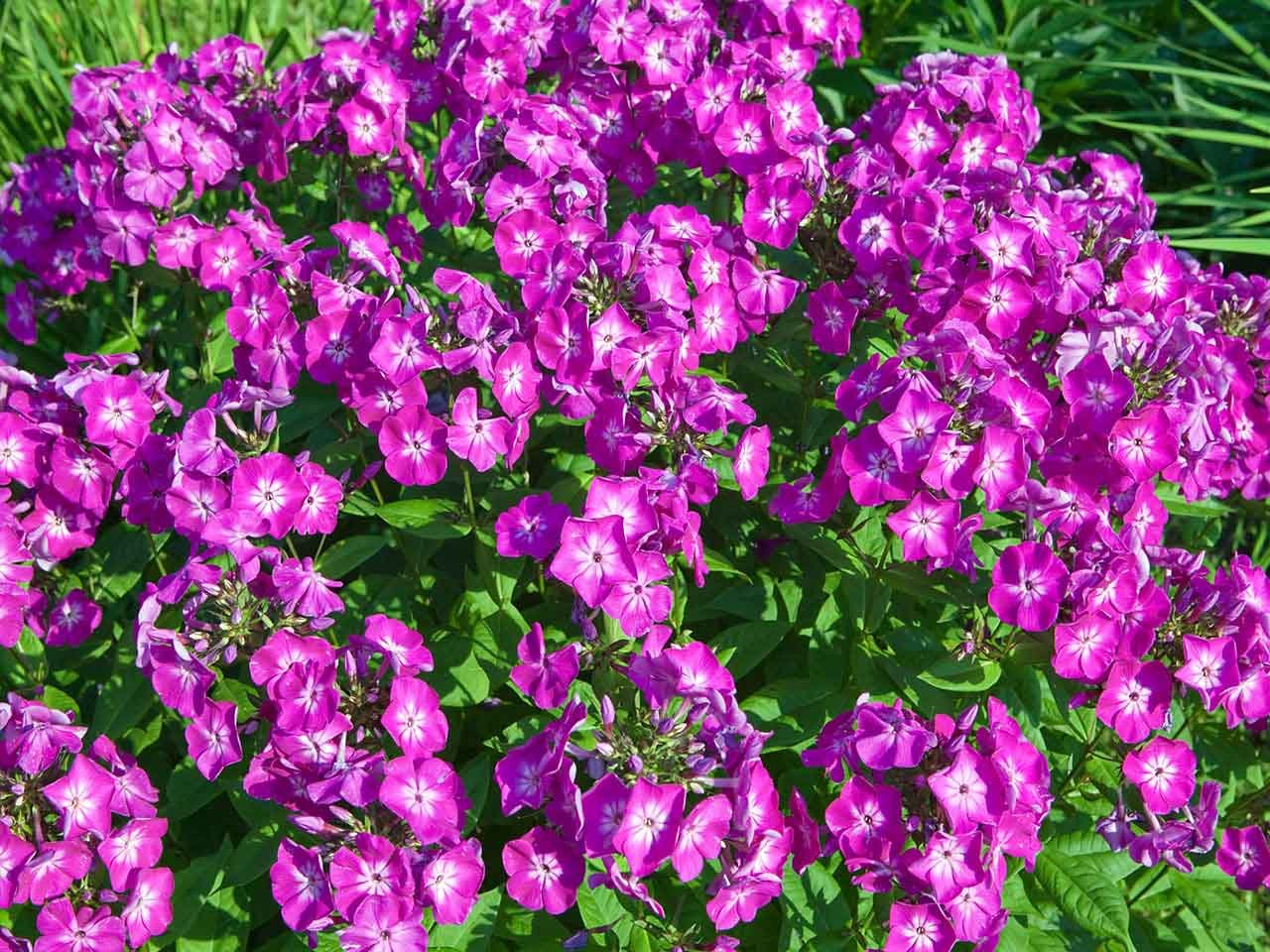 the best frangrant plants, shrubs & aromatic herbs - saga