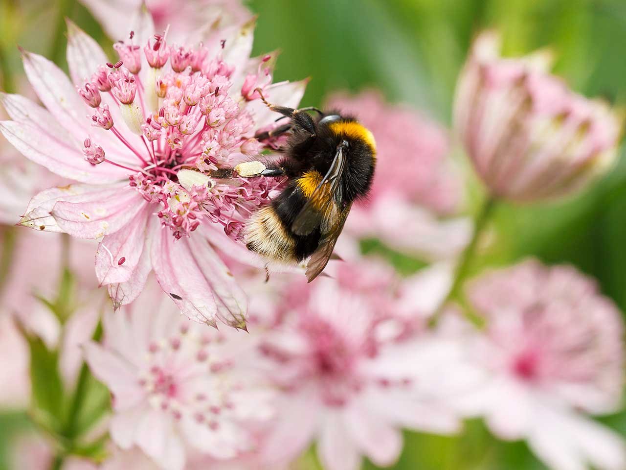 10 june-flowering plants to add colour to your garden - saga