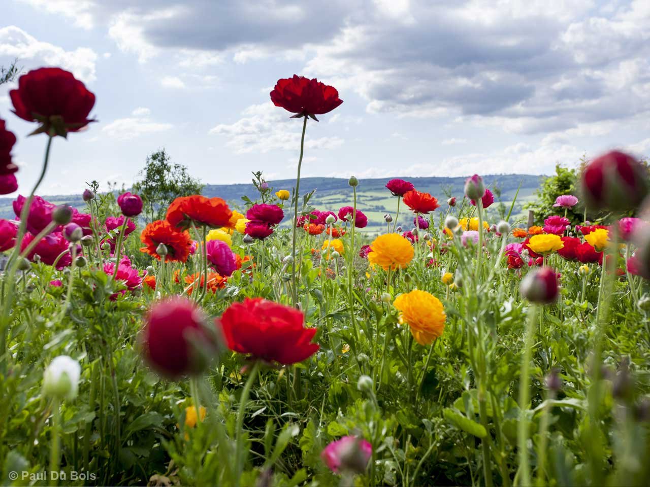 the perils of starting a cut-flower farm - saga