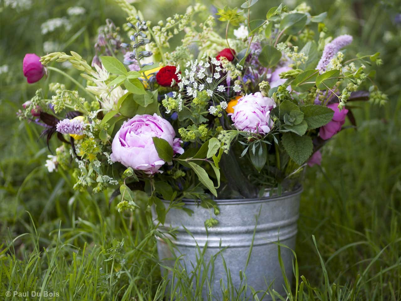 the perils of starting a cut-flower farm - saga