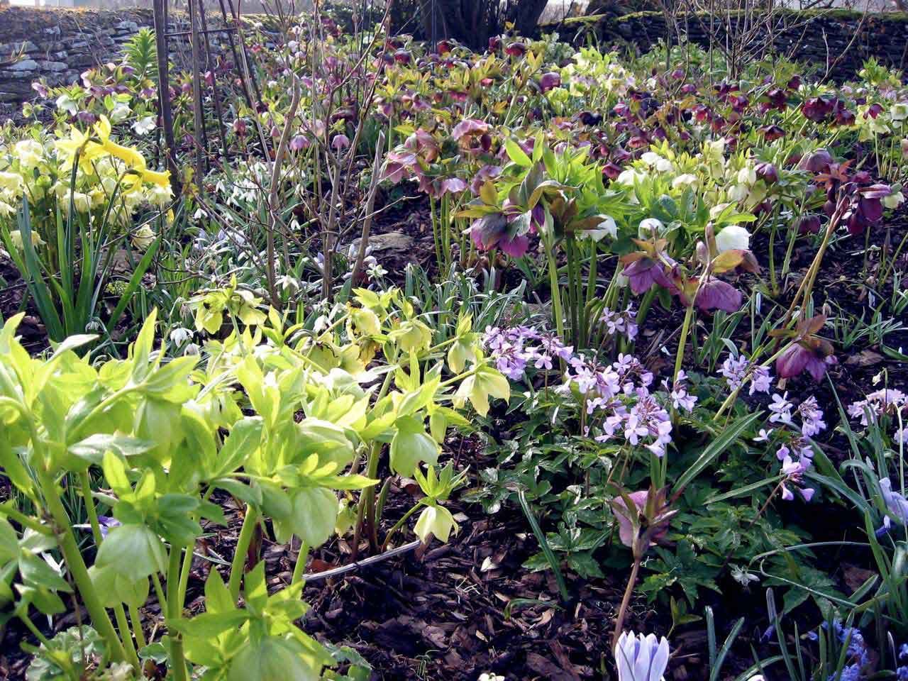 how to design and plant a woodland garden - saga