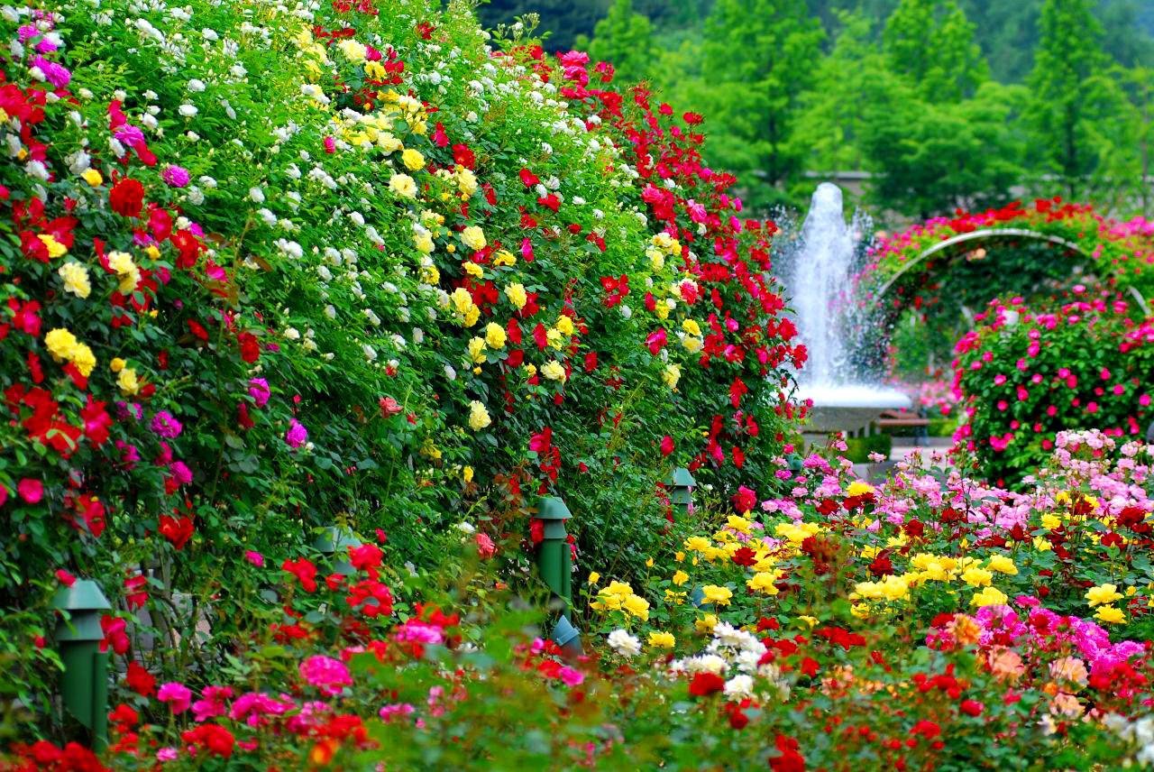 wallpaper's collection: «flower garden wallpapers»