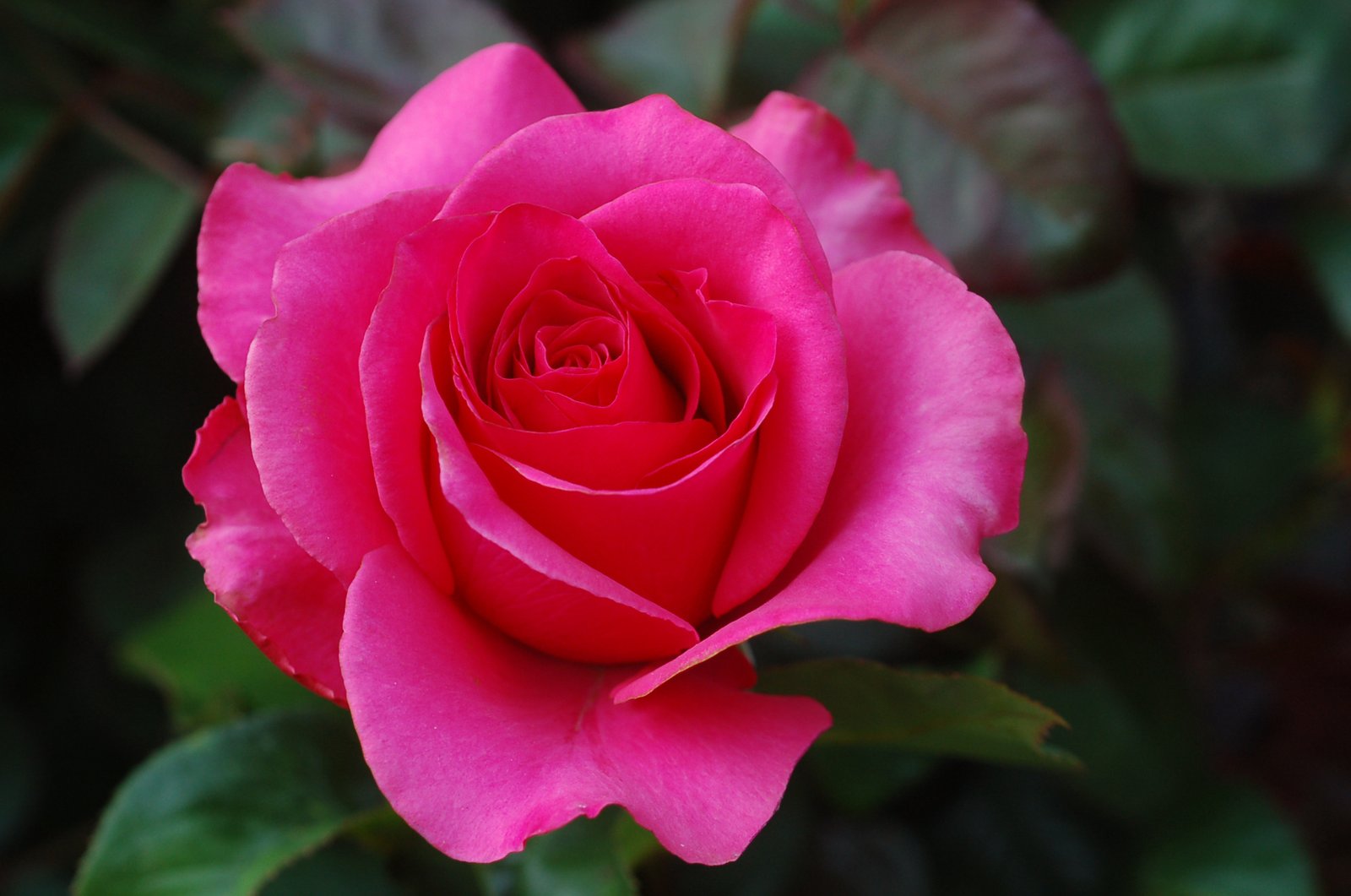 interpretation of a dream in which you saw «roses»