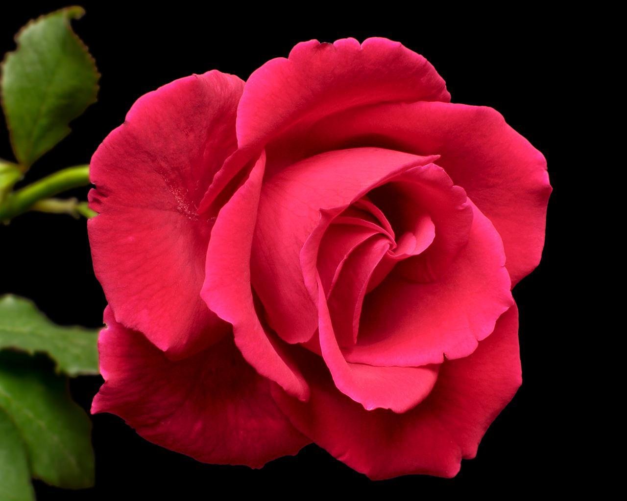 interpretation of a dream in which you saw «roses»