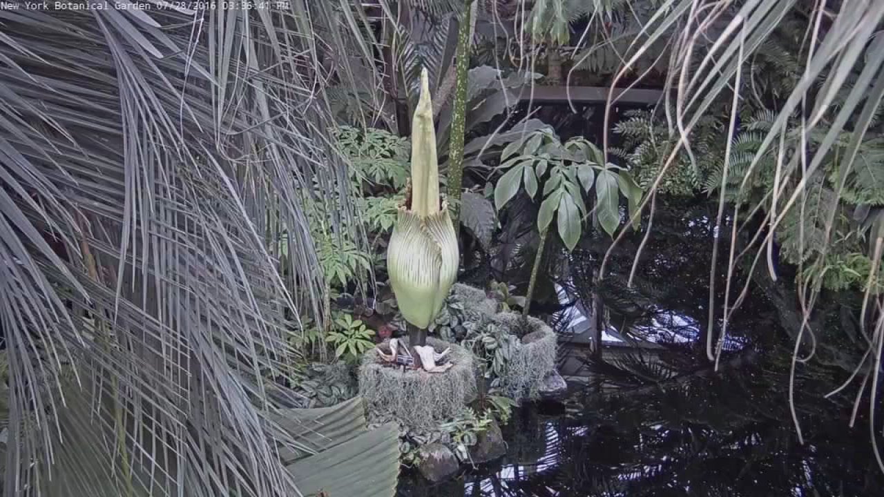 timelapse of the corpse flower blooming