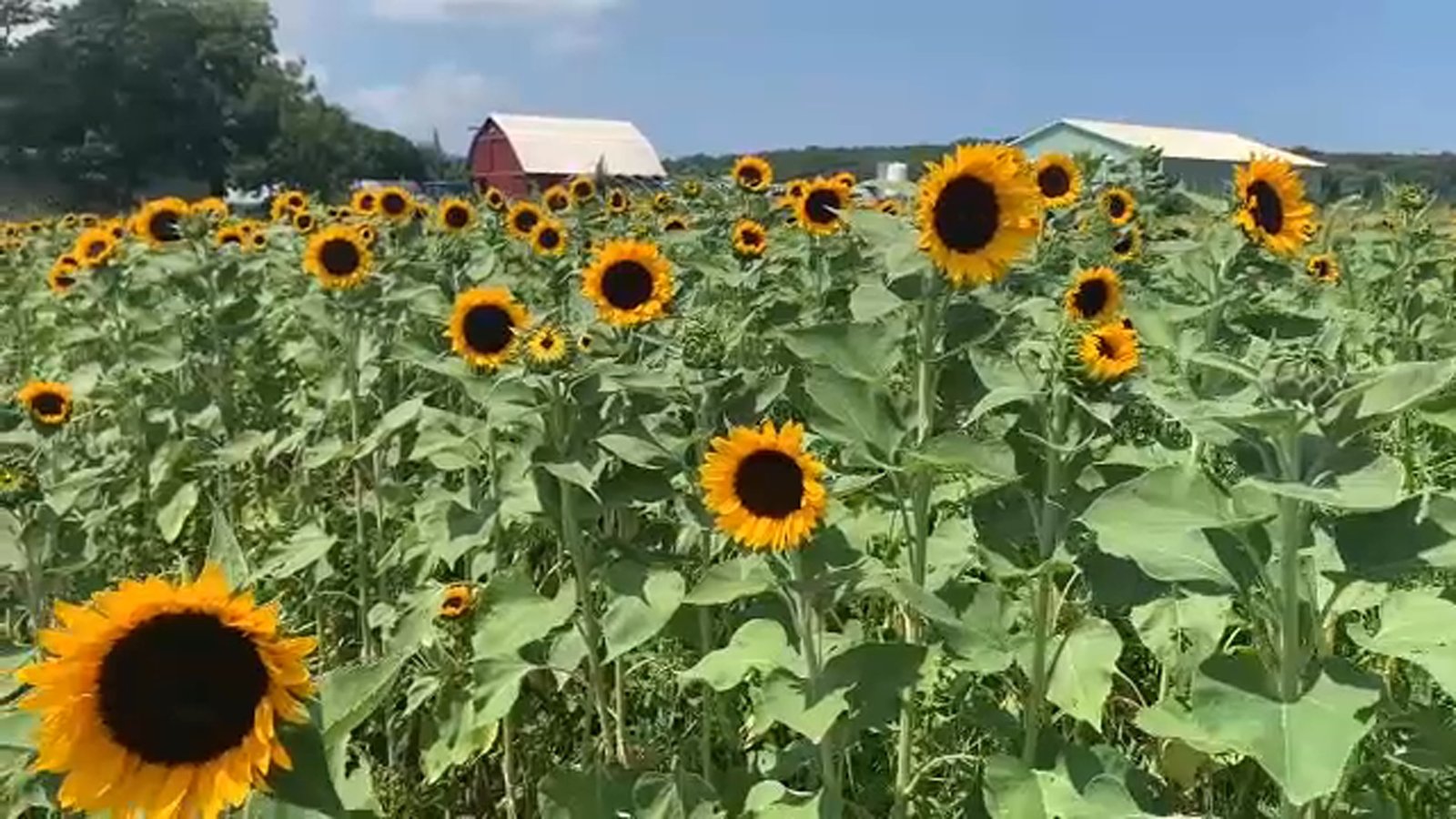 garden of eve farm grows thousands of sunflowers for you to pick