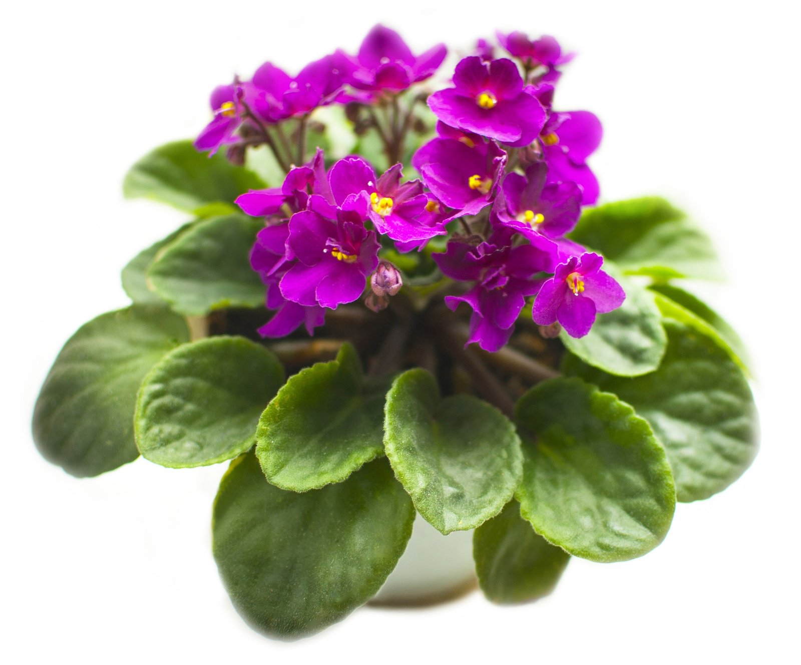 five flowering plants you can grow indoors