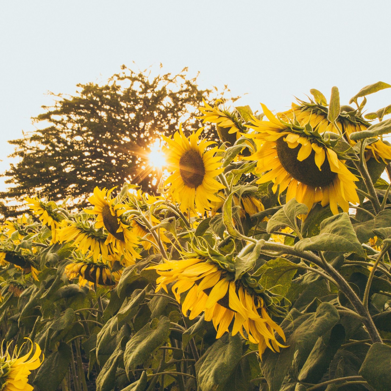 7 tips for growing a sunflower garden – ferry-morse home gardening