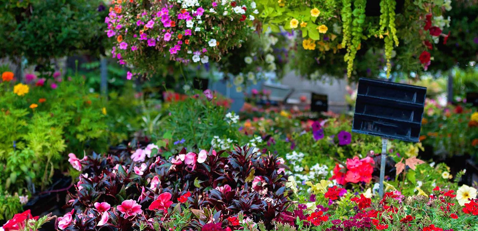 native sun nursery & landscaping: lafayette & broussard, la