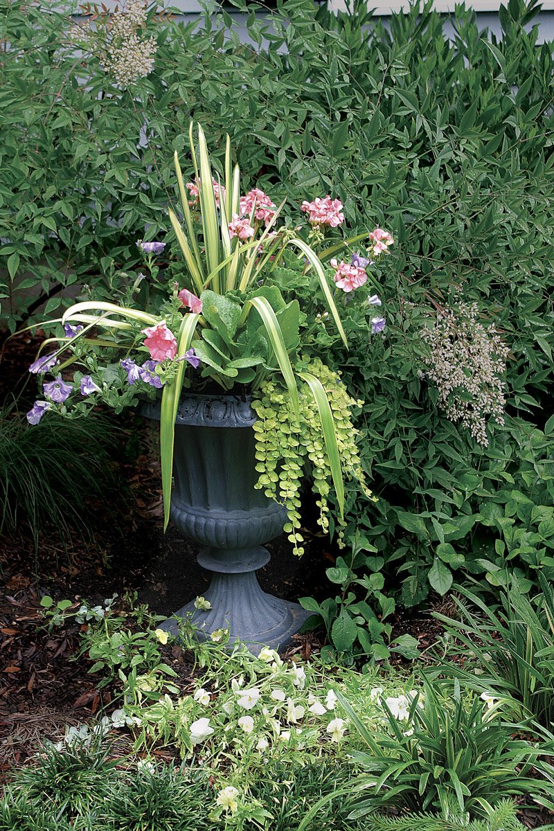 10 plants for year-round containers - finegardening