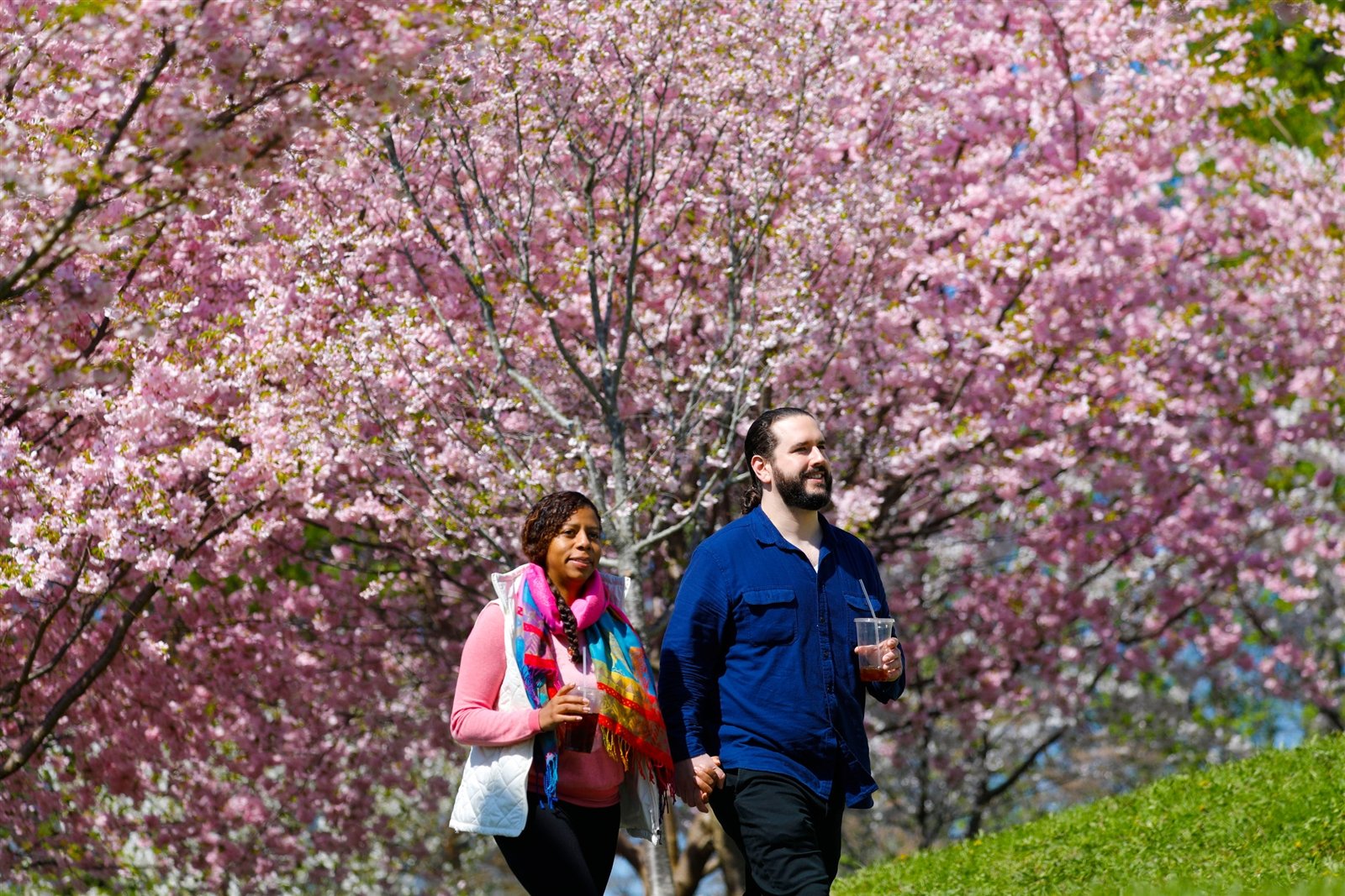 cherry blossoms bloom in japanese garden – the buffalo news