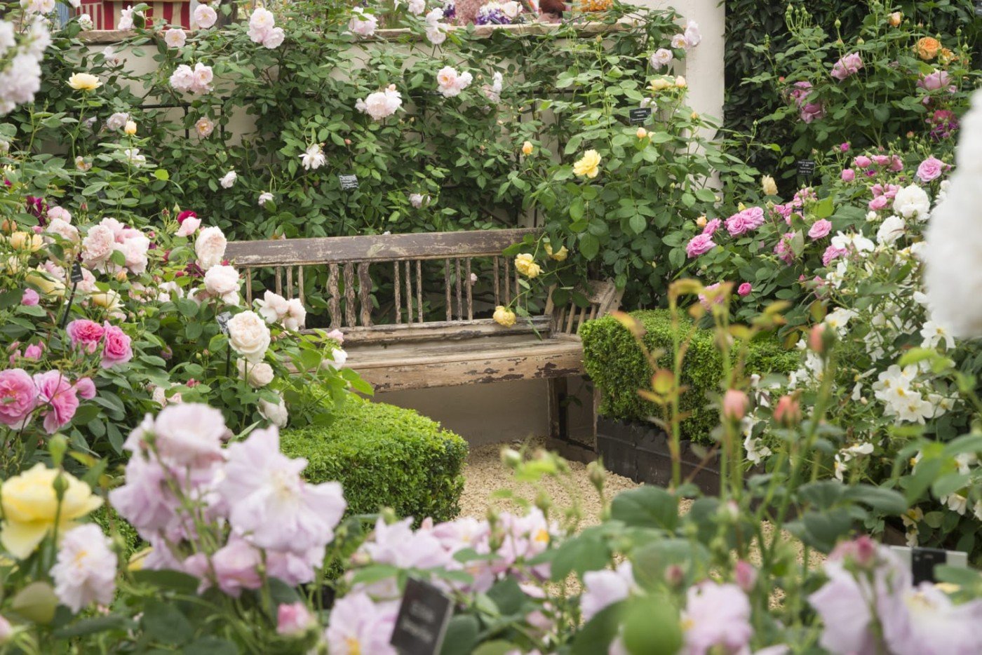 rhs chelsea flower show 2014 - gallery
