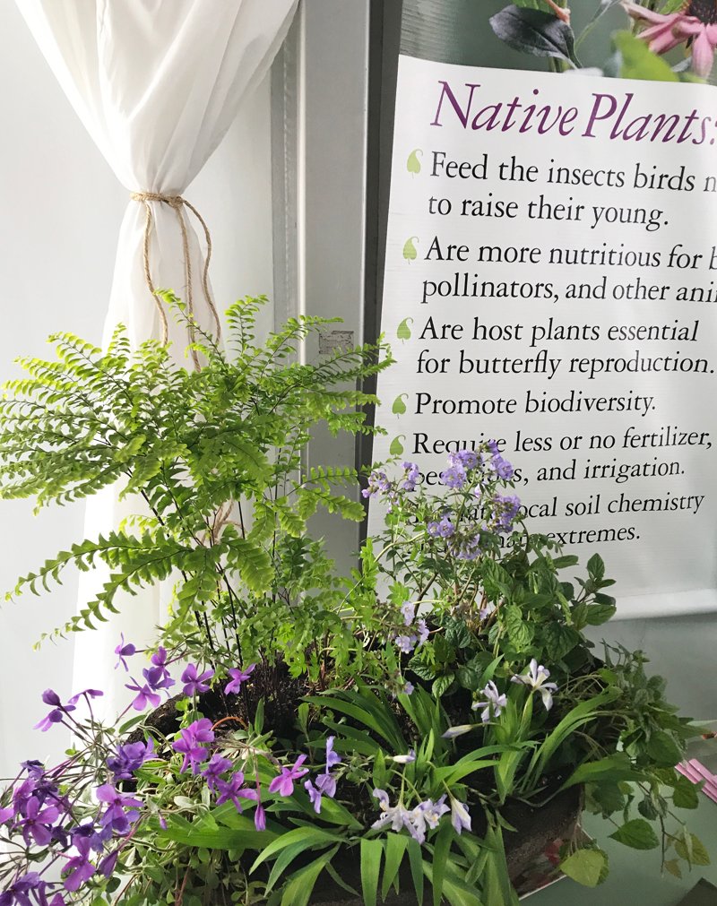garden club flower show categories | garden club of irvington