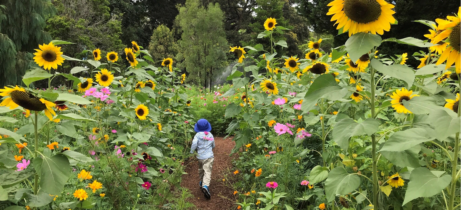 discover the wildflower meadow at the royal botanic garden sydney