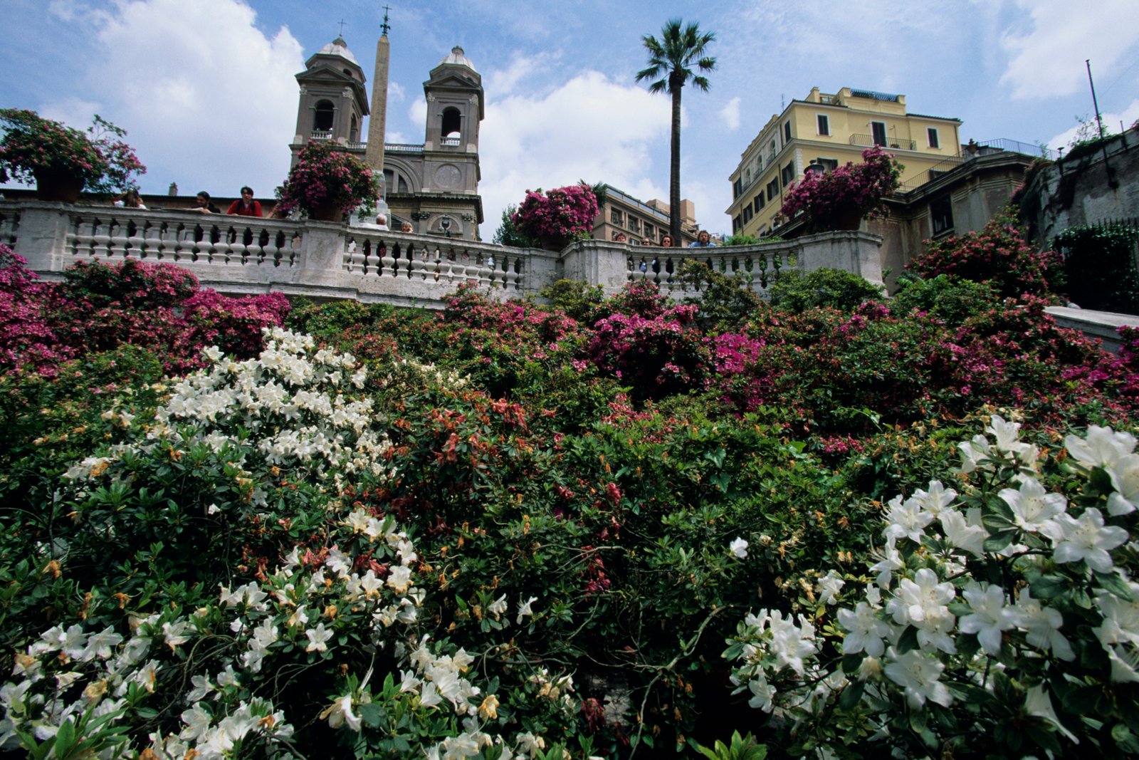 what type of flowers grow in italy? | usa today