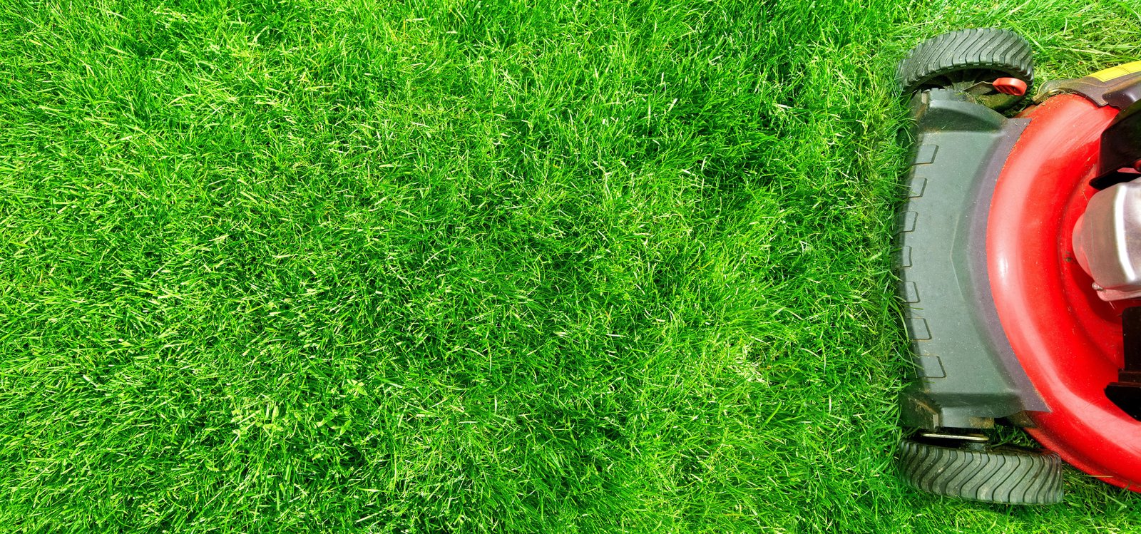 why fertilizer is important for lawn health | green sphere
