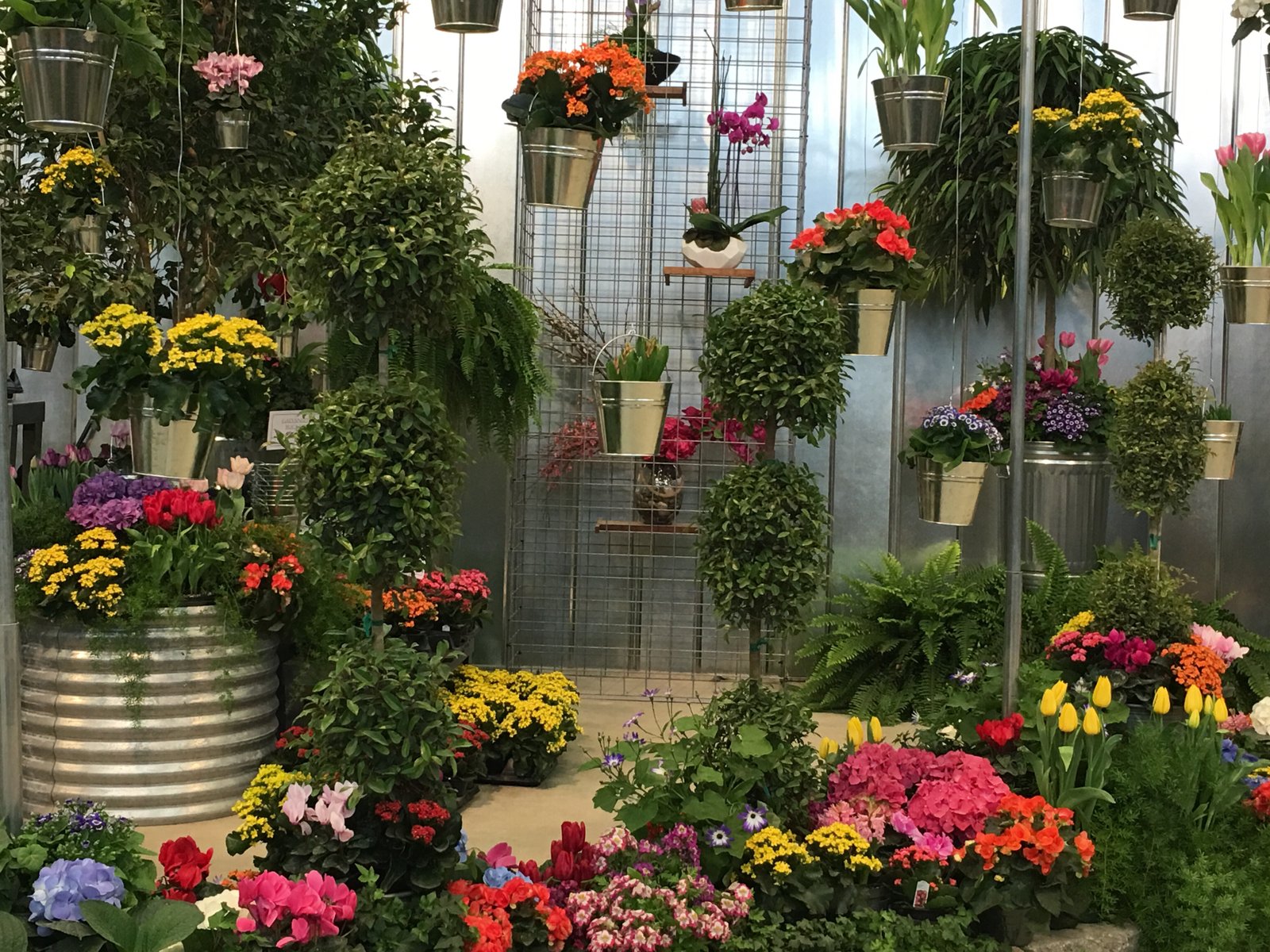 finding signs of spring indoors at the indiana flower & patio show
