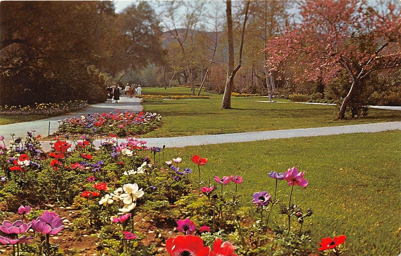 la canada california~descanso gardens~ladies observing flowers~1960s