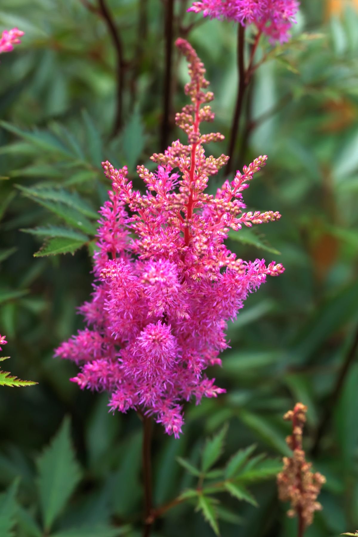 15 best shade perennials - shade-loving perennial flowers and plants
