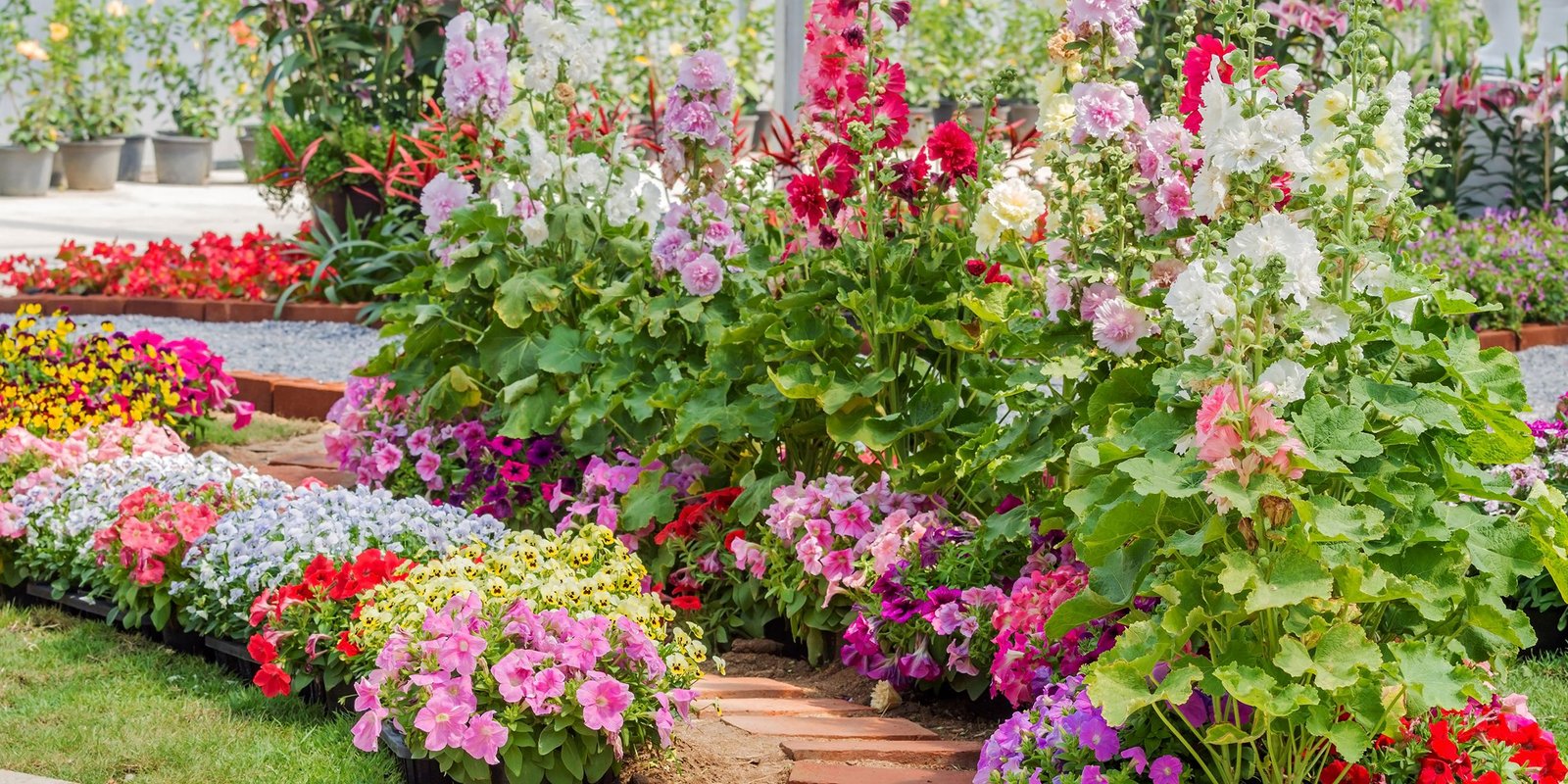 15 best annual flowers - annual flowers list